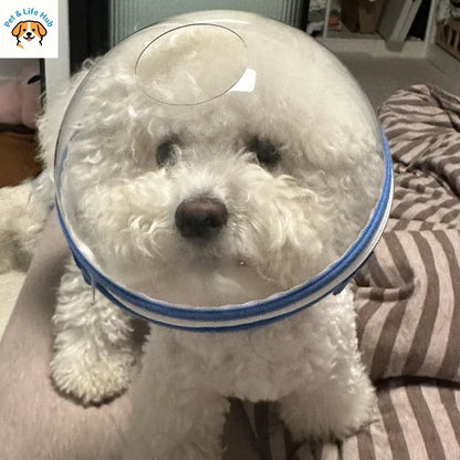 Pet headgear to prevent licking and biting mascotas accessorios para perros pet dog accessories designer pet kittens and dog
