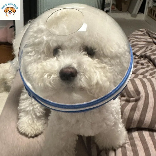 Pet headgear to prevent licking and biting mascotas accessorios para perros pet dog accessories designer pet kittens and dog