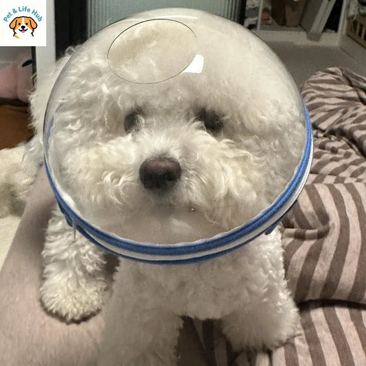 Pet headgear to prevent licking and biting mascotas accessorios para perros pet dog accessories designer pet kittens and dog